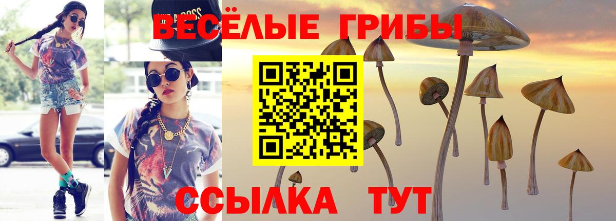 Псилоцибиновые грибы Psilocybine cubensis Камышин