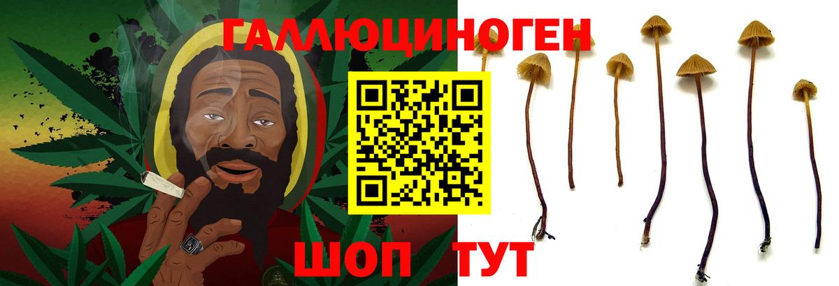 Камышин  Галлюциногенные грибы GOLDEN TEACHER  Вход с VPN  Псилоцибиновые грибы GOLDEN TEACHER 